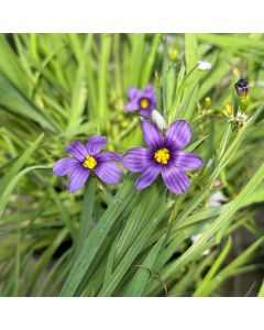 Blue-Eyed Grass 'Lucerne' 1G