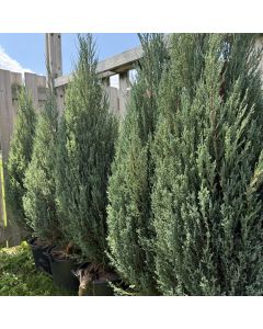 Blue Arrow Juniper