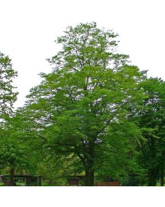 Blue Beech