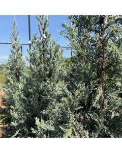 Blue Haven Juniper