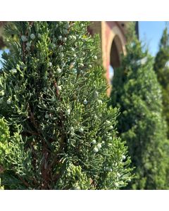 Blue Point Juniper