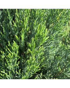Blue Point Juniper
