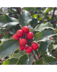 Prince/Princess Holly Combo