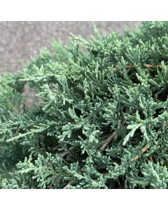 Blue Rug Juniper