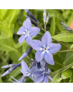 Blue Star 'Blue Ice' 1G