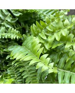 Boston Fern Hanging Basket