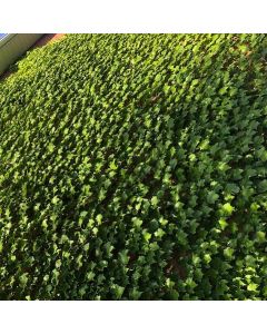 Boston Ivy