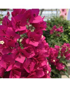 Bougainvillea