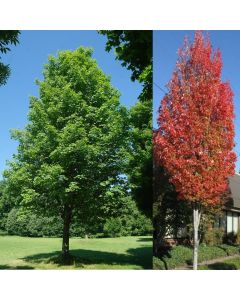 Bowhall Red Maple
