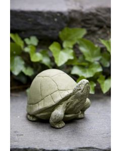 Box Turtle