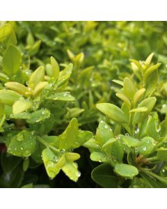 Green Gem Boxwood 