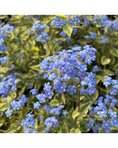 Brunnera 'Hadspen's Cream' 1G