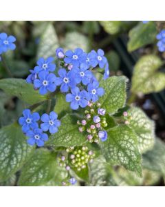 Brunnera 'Jack Frost' 1G