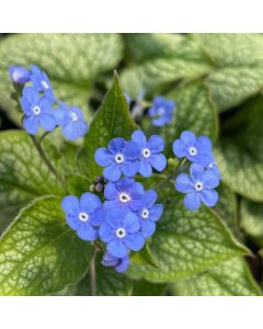 Brunnera 'Jack of Diamonds' 1G