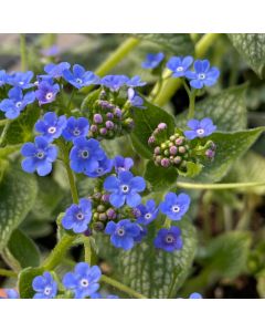 Brunnera 'Sea Heart' 1G