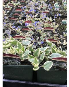 Brunnera 'Variegata' 1G