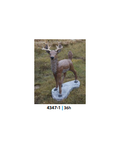 Buck