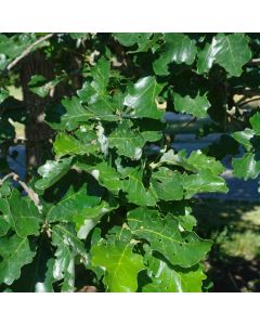 Burr Oak