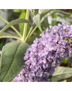 Glass Slippers Butterfly Bush