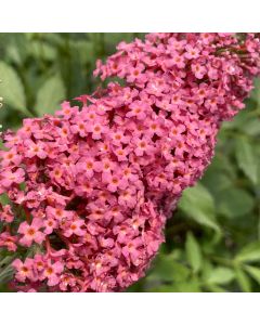 Prince Charming Butterfly Bush