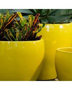 Cabachon Planter - Limon