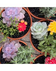 5.5" Cactus & Succulent Garden