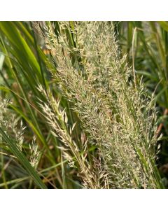 Calamagrostis 'Brachytricha 1G