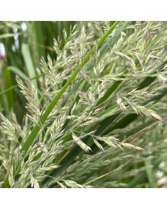 Calamagrostis 'Karl Foerster'