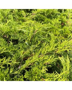 Calgary Carpet Juniper