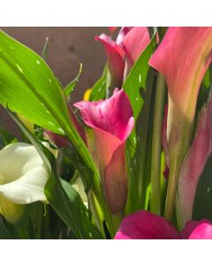 Calla Lily 6" - Zantedeschia