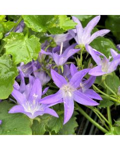 Bellflower 'Blue Waterfall' 1G