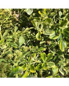 Canadale Gold Euonymus