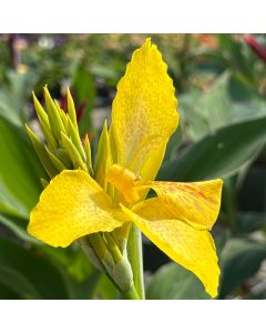 Canna Lily 'Cannova Yellow' 1G