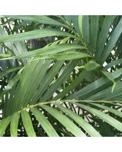 10" Cat Palm