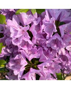 Boursault Catawba Rhodo