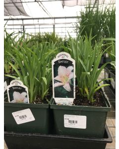 Daylily 'Catherine Wood' 1G