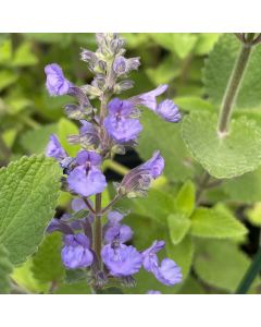 Catmint 'Cat's Meow' 1G