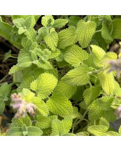 Catmint 'Chatreuse Loose' 1G