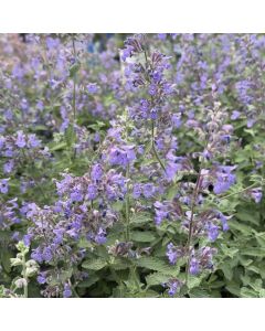 Catmint 'Walker's Low' 1G