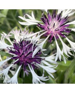 Cornflower 'Amethyst Snow' 1G