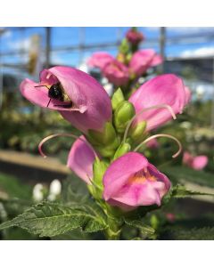 Turtlehead 'Pink' 1G