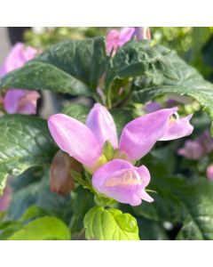 Turtlehead 'Hot Lips' 1G