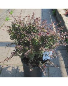 Cherry Bomb Barberry