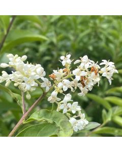 Cheyenne Privet