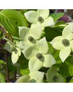 China Girl Flowering Dogwood
