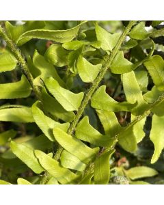 Fern 'Christmas' 1G