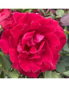 Chrysler Imperial Hybrid Tea Rose