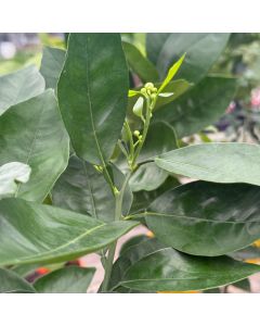 6" Citrus, Navel Orange