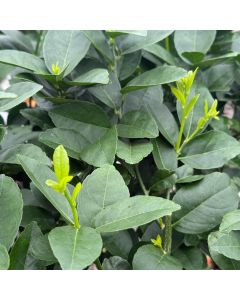 5" Citrus, Thornless Key Lime