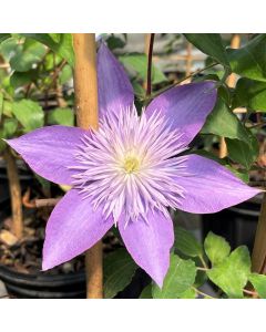 Crystal Fountain Clematis